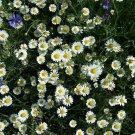 200 Seeds Creeping Daisy
