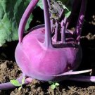 200 Seeds Kohlrabi- Purple Vienna