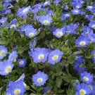 50 Seeds Nolana- Chilean Bellflower- Blue