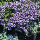 200 Seeds Creeping Thyme- Mother