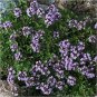 200 Seeds Creeping Thyme- Mother