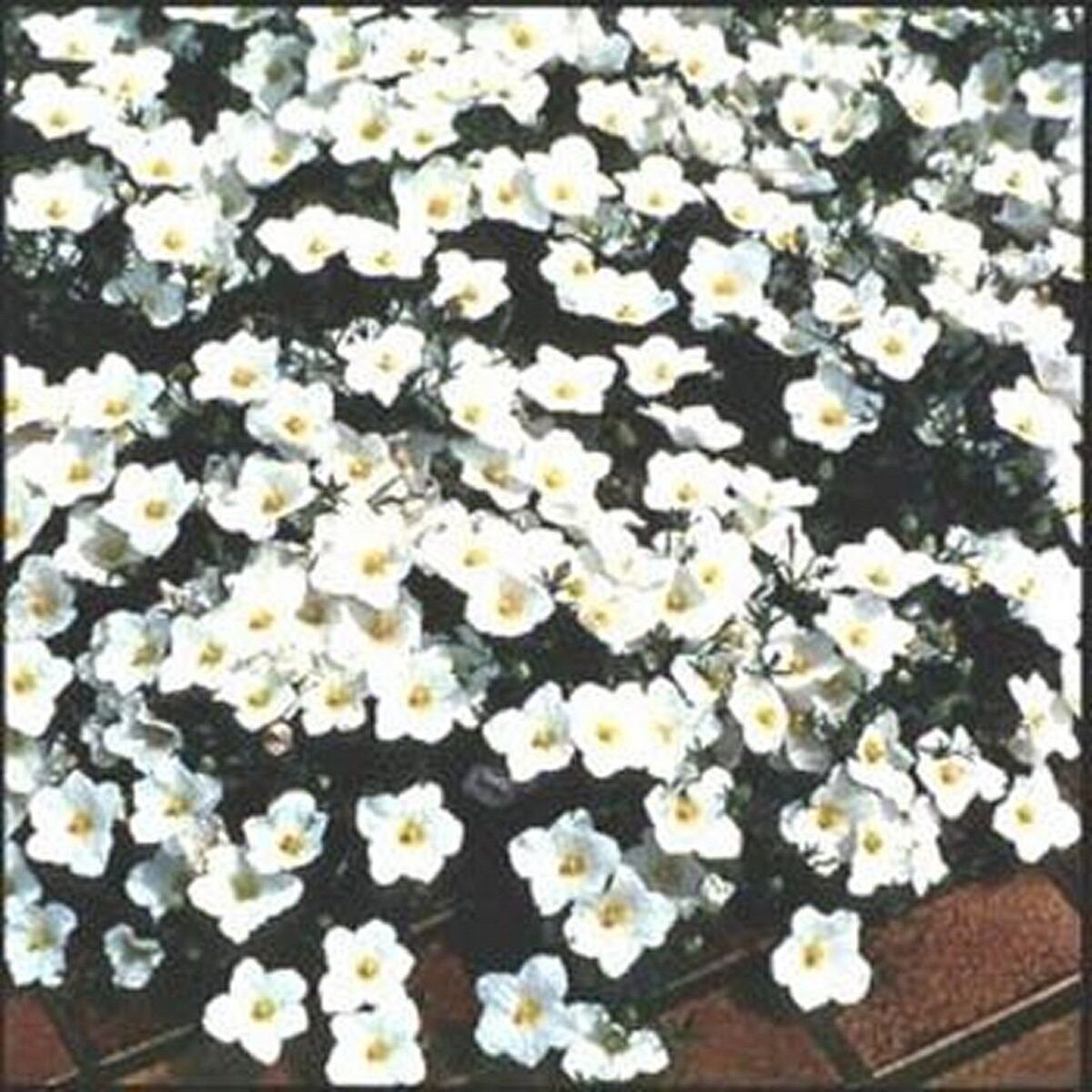 100 Seeds Nierembergia- White Robe