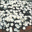 100 Seeds Nierembergia- White Robe