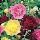 50 seeds Hollyhock- Carnival Mix