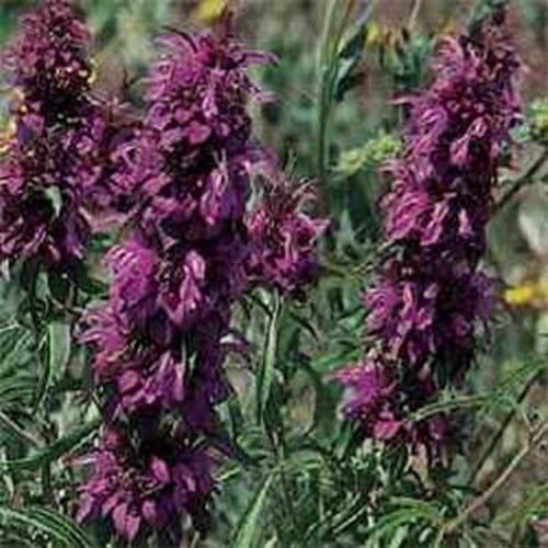 50 seeds Monarda- Citriodora- Bee Balm