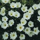 50 Seeds Nolana- Chilean Bellflower- White