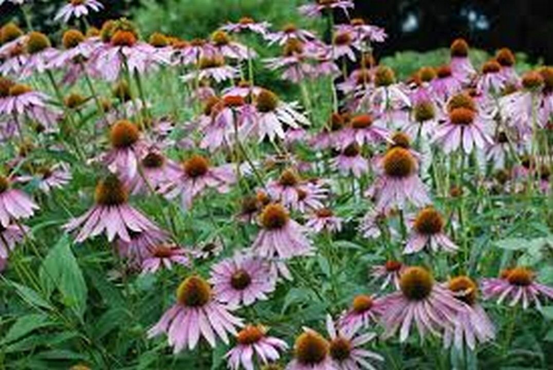 200 Seeds Coneflower- Purple