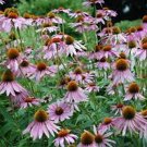 200 Seeds Coneflower- Purple