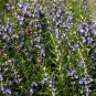 50 seeds Rosemary