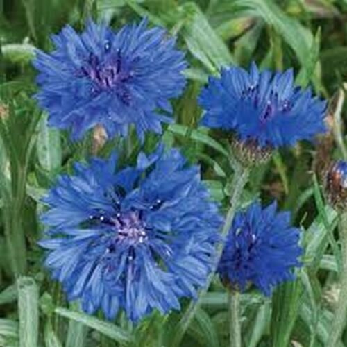 200 Seeds Cornflower- Dwarf Jubilee Gem Blue