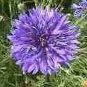 200 Seeds Cornflower- Dwarf Jubilee Gem Blue