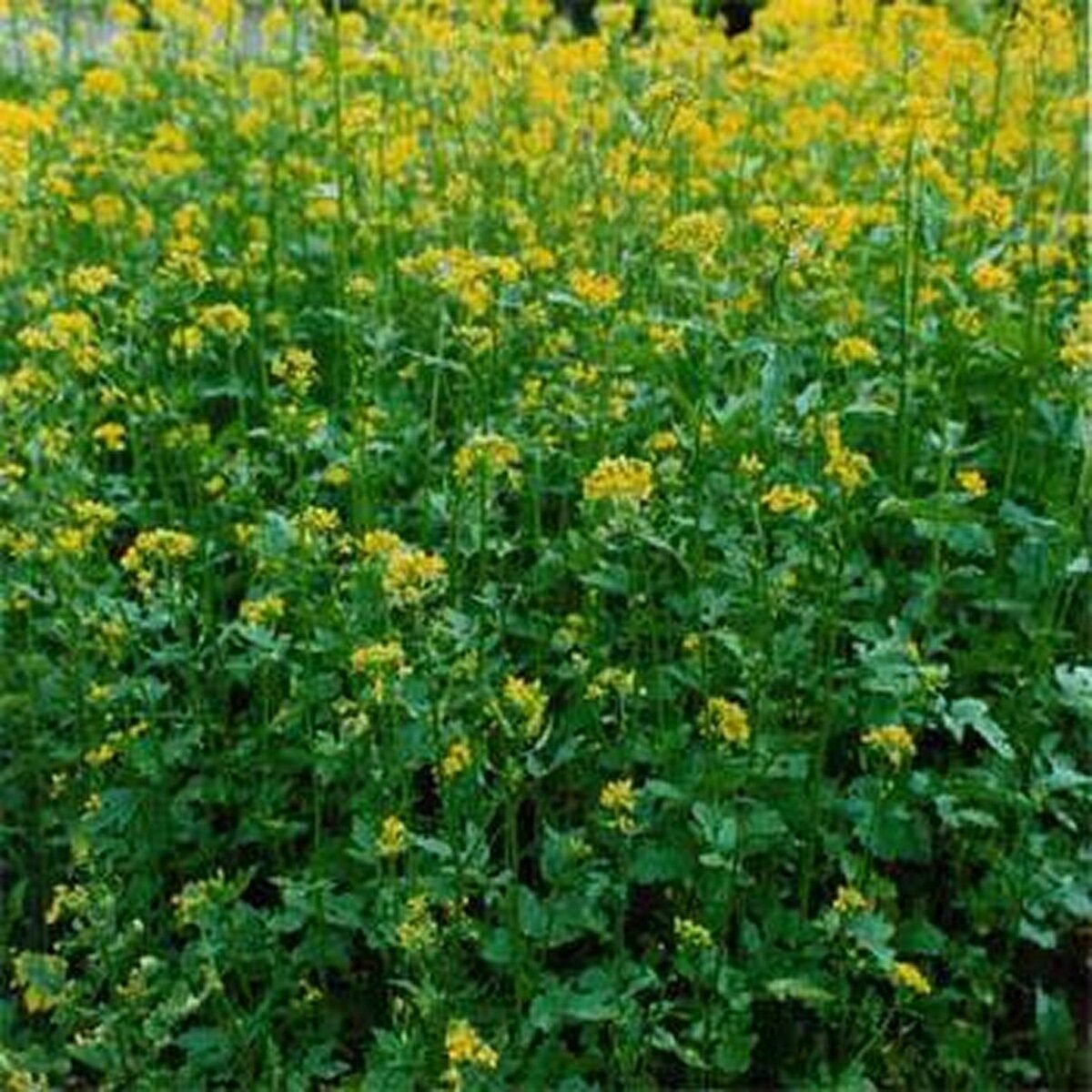 100 Seeds Mustard- Yellow