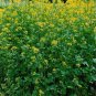 100 Seeds Mustard- Yellow