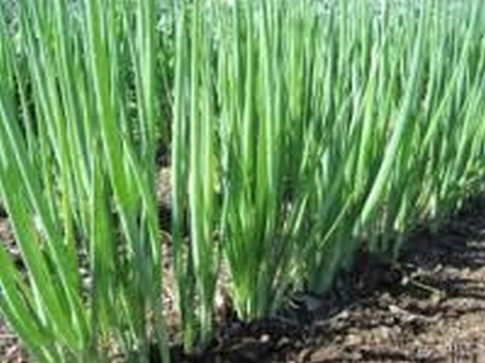 500 Seeds Onion- White Bunching