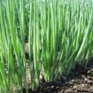 500 Seeds Onion- White Bunching