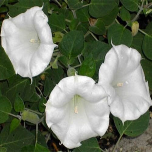 25 Seeds Moonflower
