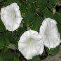 25 Seeds Moonflower