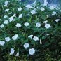 25 Seeds Moonflower
