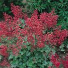 50 Seeds Coral Bells- Heuchera- Firefly
