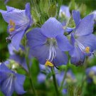 50 Seeds Jacob's Ladder- Blue