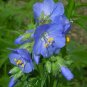50 Seeds Jacob's Ladder- Blue