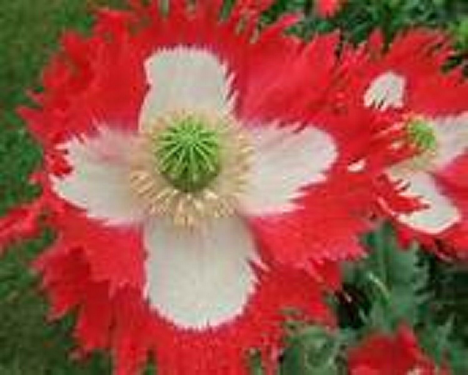 500 Seeds Poppy- Danish Flag/Queens