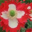 500 Seeds Poppy- Danish Flag/Queens