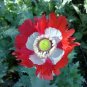500 Seeds Poppy- Danish Flag/Queens