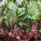 100 seeds Beets- Early Wonder