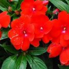 50 Seeds Impatiens- Walleriana Baby - Scarlet