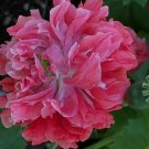 100 Seeds Peony- Poppy- Frosted Salmon