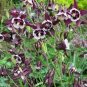 50 Seeds Columbine- William Guiness