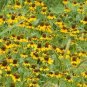 500 Seeds Coneflower- Clasping