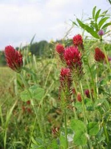 250 Seeds Clover- Crimson