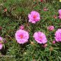 200 Seeds Moss Rose- Portulaca- Pink