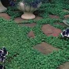 200 Seeds Dichondra Repens