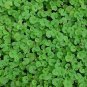 200 Seeds Dichondra Repens