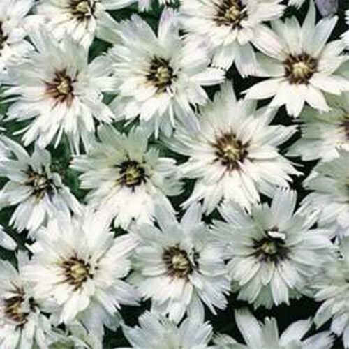 25 Seeds Cupid's Dart-(Catananche Caerulea)- White