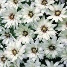 25 Seeds Cupid's Dart-(Catananche Caerulea)- White
