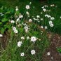 25 Seeds Cupid's Dart-(Catananche Caerulea)- White