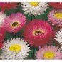 50 Seeds Paper Daisy- Helipterum- Mixed Colors