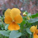 50 Seeds Pansy- Gold