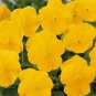 50 Seeds Pansy- Gold