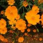 100 Seeds Cosmos- Sulphur Orange