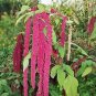 200 Seeds Love Lies Bleeding- Amaranthus