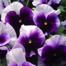 50 Seeds Pansy- Beaconsfield
