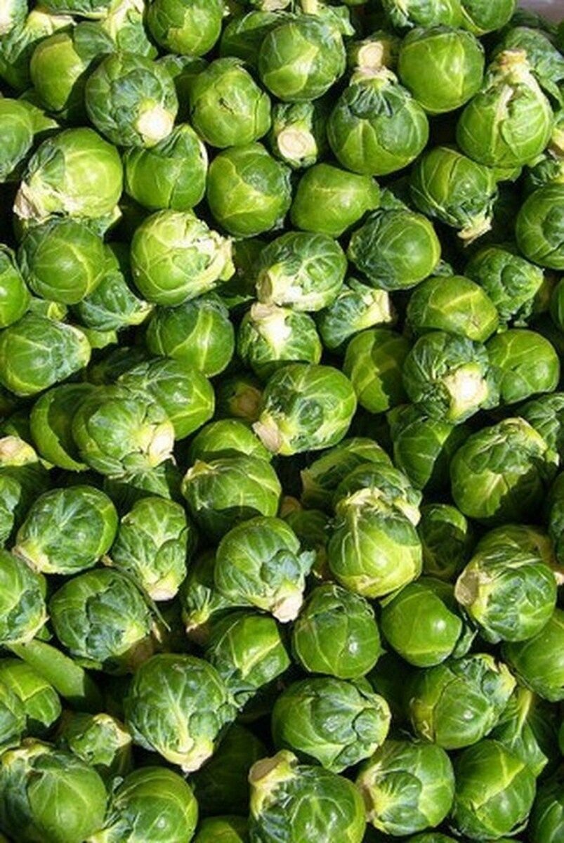 100 seeds Brussel Sprouts-