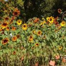 100 Seeds Sunflower- Autumn Beauty Mix