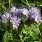 250 Seeds Lacy Phacelia