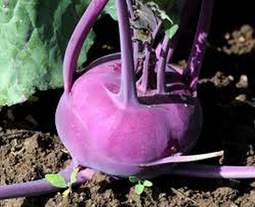 200 Seeds Kohlrabi- Purple Vienna